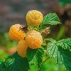 5 Fall Gold Raspberry Plant Starter Plugs - Thornless Live Plant, Everbearing - Image 1