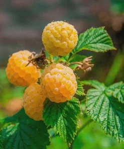 5 Fall Gold Raspberry Plant Starter Plugs - Thornless Live Plant, Everbearing - Image 1