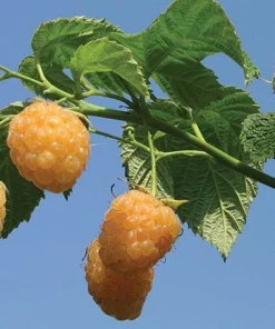 5 Fall Gold Raspberry Plant Starter Plugs - Thornless Live Plant, Everbearing - Image 4