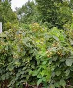 5 Fall Gold Raspberry Plant Starter Plugs - Thornless Live Plant, Everbearing - Image 7