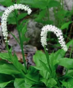 5 False Unicorn Plants - Chamaelirium Luteum Bare Root Native Wildflower - Image 10