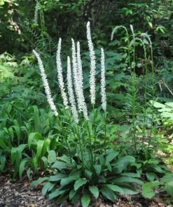 5 False Unicorn Plants - Chamaelirium Luteum Bare Root Native Wildflower - Image 3