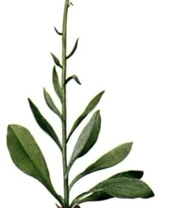 5 False Unicorn Plants - Chamaelirium Luteum Bare Root Native Wildflower - Image 4