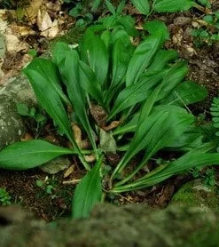5 False Unicorn Plants - Chamaelirium Luteum Bare Root Native Wildflower - Image 5