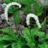 5 False Unicorn Plants - Chamaelirium Luteum Bare Root Native Wildflower - Image 1