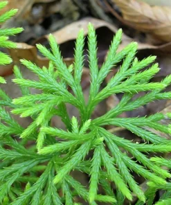 5 Fan Clubmoss Bare Roots - Lycopodium Complanatum Ground Cover Plant - Image 2