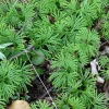5 Fan Clubmoss Bare Roots - Lycopodium Complanatum Ground Cover Plant - Image 1
