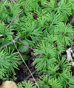 5 Fan Clubmoss Bare Roots - Lycopodium Complanatum Ground Cover Plant - Image 1
