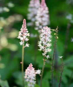 5 Foam Flower Bare Root Plants – Tiarella cordifolia – Shade Perennial - Image 2