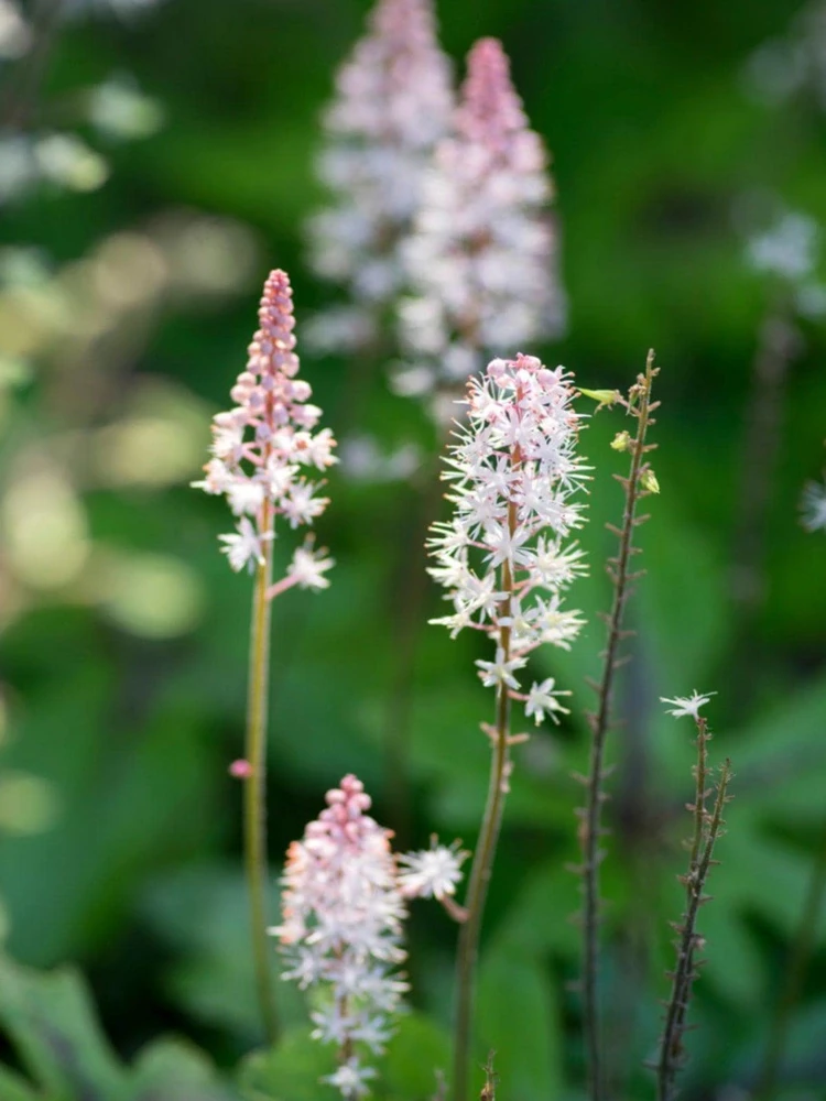 5 Foam Flower Bare Root Plants – Tiarella cordifolia – Shade Perennial - Image 2