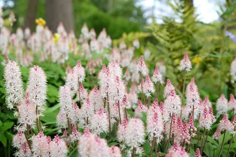 5 Foam Flower Bare Root Plants – Tiarella cordifolia – Shade Perennial - Image 3