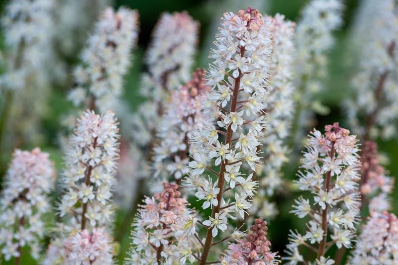 5 Foam Flower Bare Root Plants – Tiarella cordifolia – Shade Perennial - Image 5