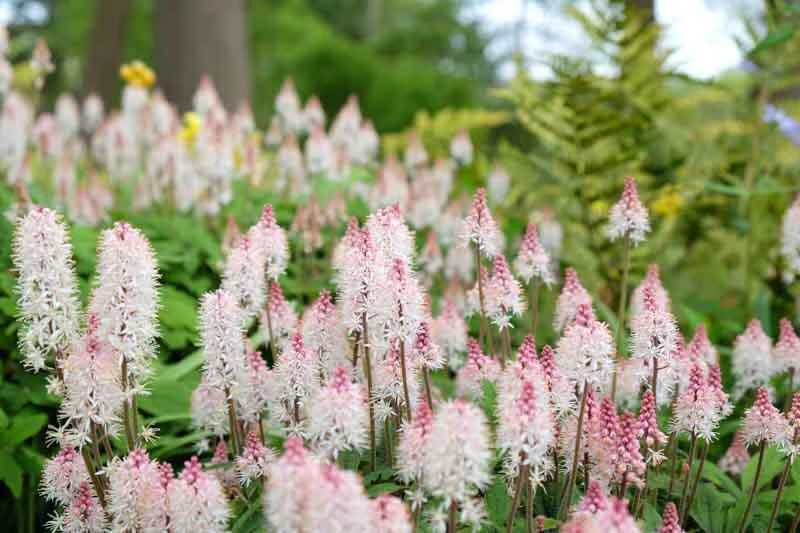 5 Foam Flower Bare Root Plants – Tiarella cordifolia – Shade Perennial - Image 7