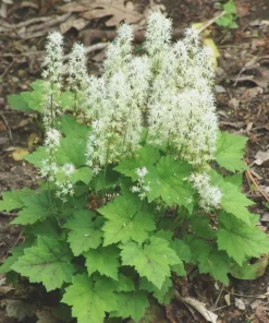 5 Foam Flower Bare Root Plants – Tiarella cordifolia – Shade Perennial - Image 8