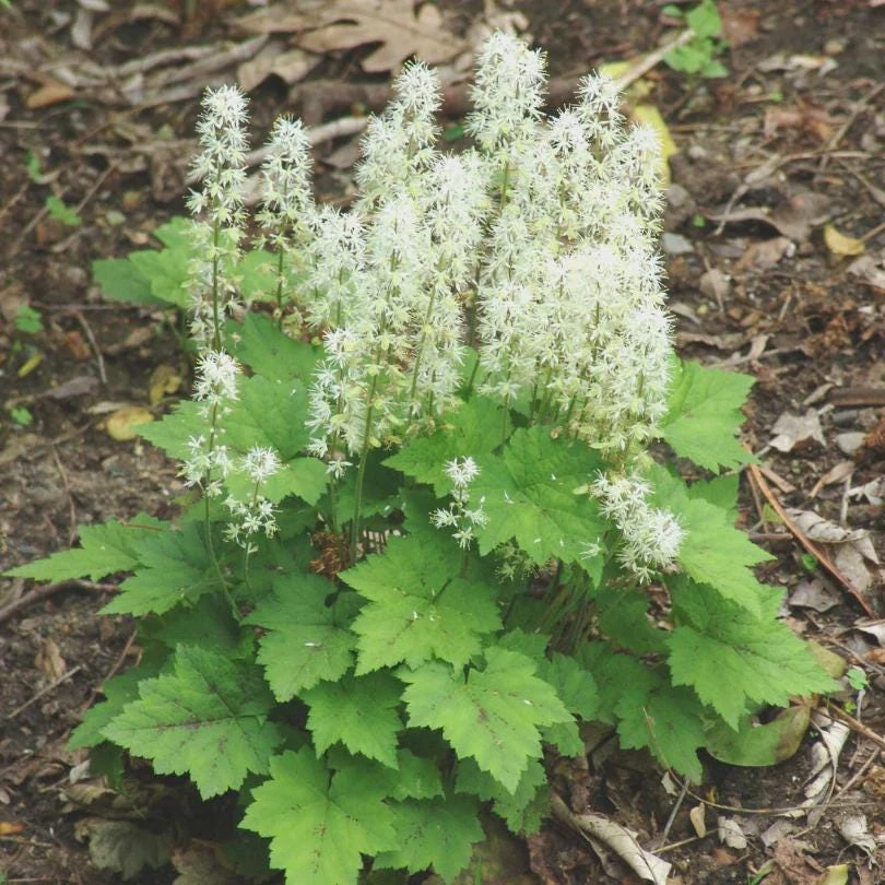 5 Foam Flower Bare Root Plants – Tiarella cordifolia – Shade Perennial - Image 8