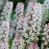 5 Foam Flower Bare Root Plants – Tiarella cordifolia – Shade Perennial - Image 1