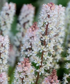 5 Foam Flower Bare Root Plants – Tiarella cordifolia – Shade Perennial - Image 1