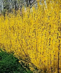 5 Forsythia Bush Live Plants 12-24