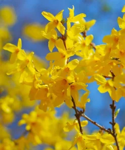 5 Forsythia Bush Live Plants 12-24