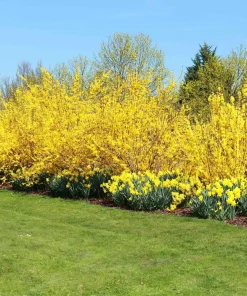5 Forsythia Bush Live Plants 12-24