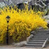 5 Forsythia Bush Live Plants 12-24" Tall – Quart Pot – Hardy Outdoor Shrub - Image 1