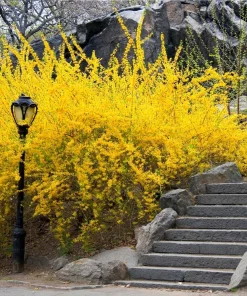 5 Forsythia Bush Live Plants 12-24