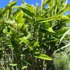 5 Galangal Thai Ginger Bare Root Plant Plugs - Alpiniagalanga - Image 1