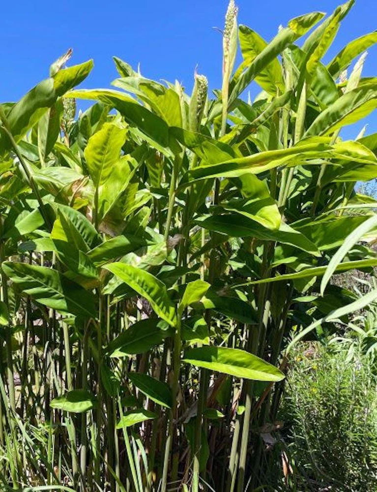 5 Galangal Thai Ginger Bare Root Plant Plugs - Alpiniagalanga - Image 1