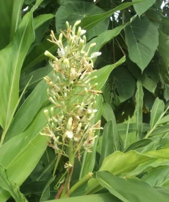 5 Galangal Thai Ginger Bare Root Plant Plugs - Alpiniagalanga - Image 2