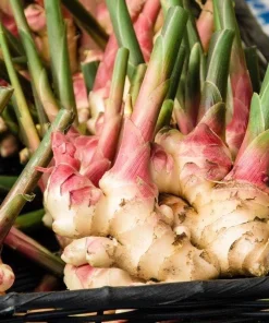 5 Galangal Thai Ginger Bare Root Plant Plugs - Alpiniagalanga - Image 3