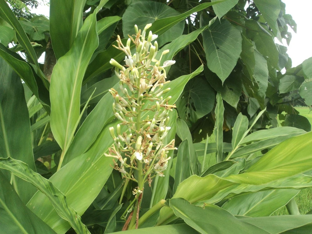 5 Galangal Thai Ginger Bare Root Plant Plugs - Alpiniagalanga - Image 4