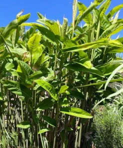 5 Galangal Thai Ginger Bare Root Plant Plugs - Alpiniagalanga - Image 5