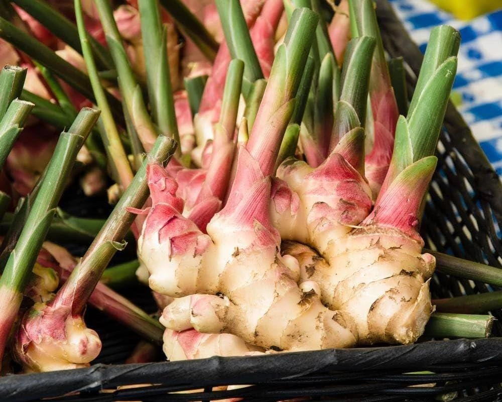5 Galangal Thai Ginger Bare Root Plant Plugs - Alpiniagalanga - Image 6