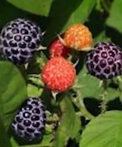 5 Glencoe Thornless Purple Raspberry Plants - Edible Fruit Bush Perennial - Image 3