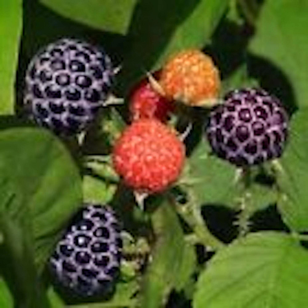 5 Glencoe Thornless Purple Raspberry Plants - Edible Fruit Bush Perennial - Image 3