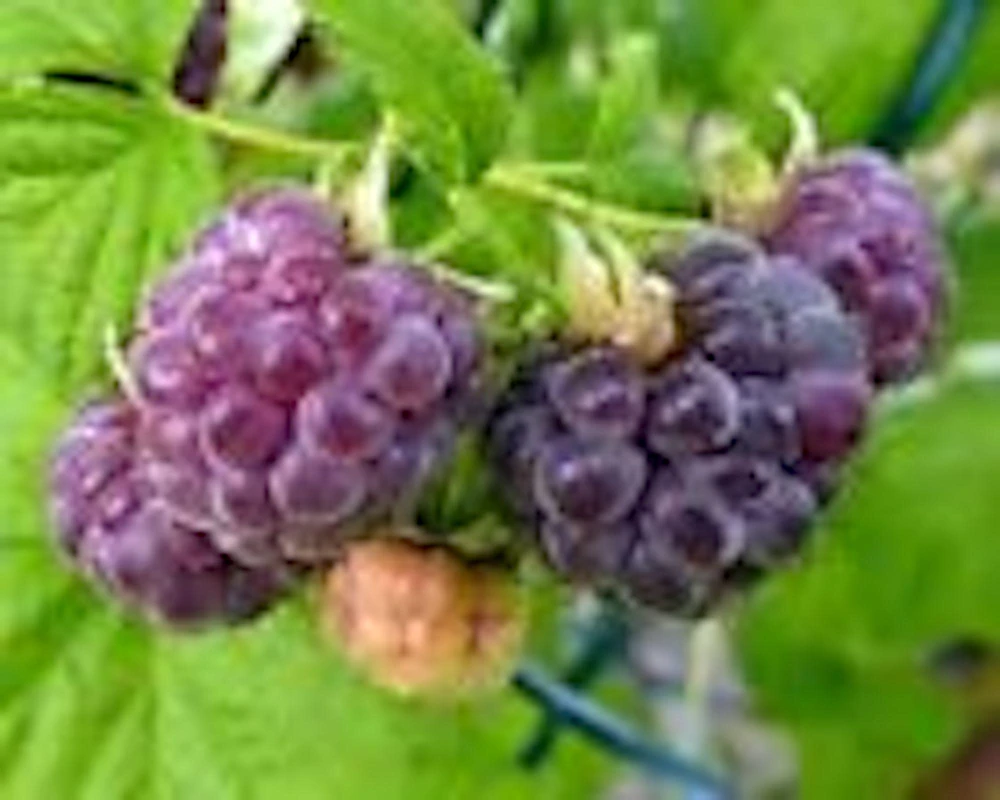5 Glencoe Thornless Purple Raspberry Plants - Edible Fruit Bush Perennial - Image 5