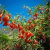 5 Goji Berry Live Plants – Lycium barbarum Fruit Starter Plants, Outdoor Edible - Image 1