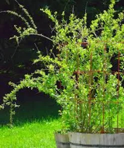 5 Goji Berry Live Plants – Lycium barbarum Fruit Starter Plants, Outdoor Edible - Image 2