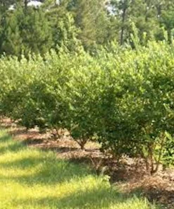 5 Goji Berry Live Plants – Lycium barbarum Fruit Starter Plants, Outdoor Edible - Image 4