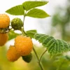 5 Golden Anne Raspberry Live Plug Plants - Sweet Yellow Berries - Image 1