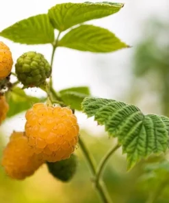5 Golden Anne Raspberry Live Plug Plants - Sweet Yellow Berries - Image 1