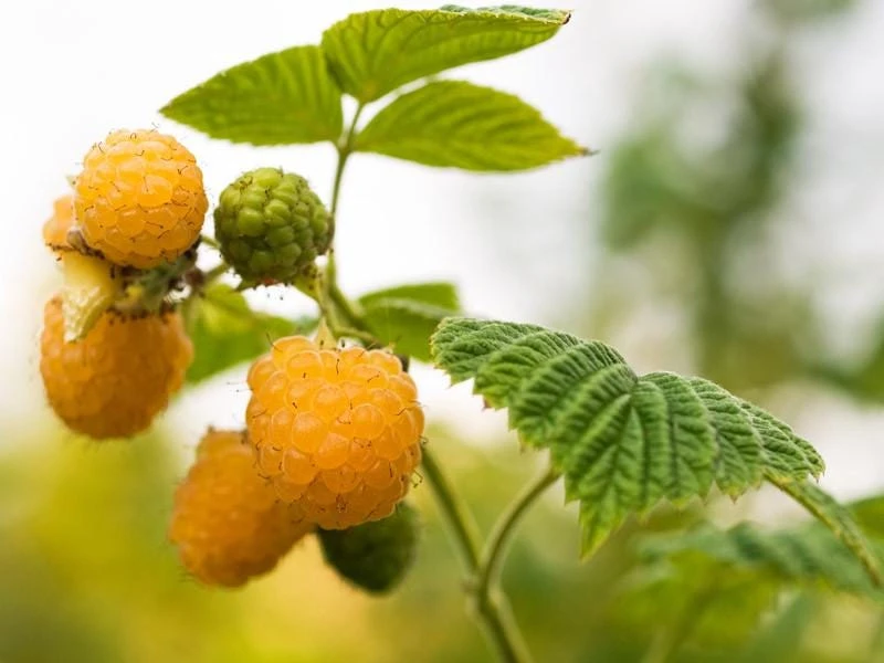 5 Golden Anne Raspberry Live Plug Plants - Sweet Yellow Berries - Image 1