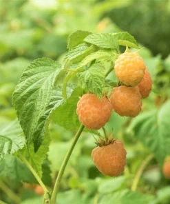 5 Golden Anne Raspberry Live Plug Plants - Sweet Yellow Berries - Image 3