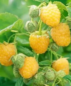 5 Golden Anne Raspberry Live Plug Plants - Sweet Yellow Berries - Image 5