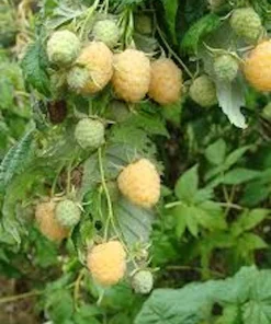5 Golden Anne Raspberry Live Plug Plants - Sweet Yellow Berries - Image 8