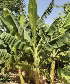 5 Goldfinger Banana Starter Plugs FHIA-01 - Disease Resistant Live Plants - Image 2