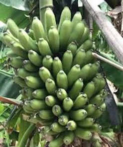 5 Goldfinger Banana Starter Plugs FHIA-01 - Disease Resistant Live Plants - Image 3