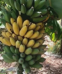 5 Goldfinger Banana Starter Plugs FHIA-01 - Disease Resistant Live Plants - Image 5