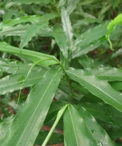 5 Grains of Paradise Plant Starter Plug - Aframomum melegueta Bare Root - Image 3