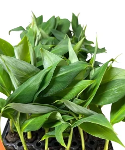 5 Grand Nain Banana Tree Starter Plants - Musa Gran Nain Live Fruit Tree - Image 2